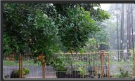 Pohon Sumani